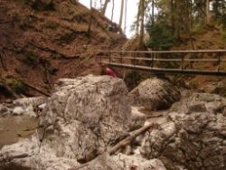 2014-04-12_Kochel-WFall_Kraeuter (262).JPG